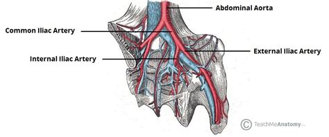 Arteries of the Pelvis - Internal Iliac - Pudendal - Vesical - TeachMeAnatomy