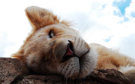 Sleeping lion wallpaper - Animal wallpapers - #20799