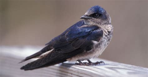 The Purple Martin Nest: Purple Martin Nesting Habits - Daily Birder