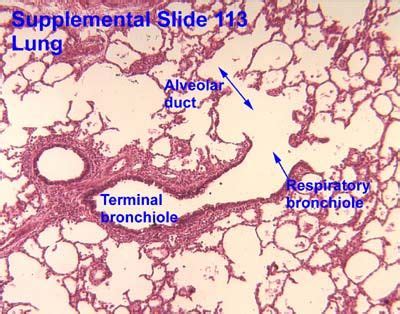 Respiratory | Digestive system anatomy, Medical knowledge, Human anatomy and physiology