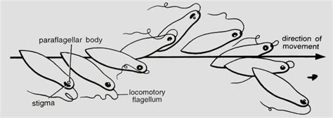 How does Euglena move? (Locomotion & Movement in Euglena)