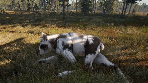 The reworked furs for piebald moose looks amazing : r/theHunter