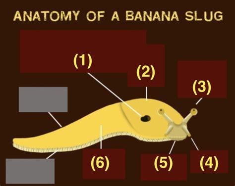 Banana Slug Anatomy Diagram | Quizlet