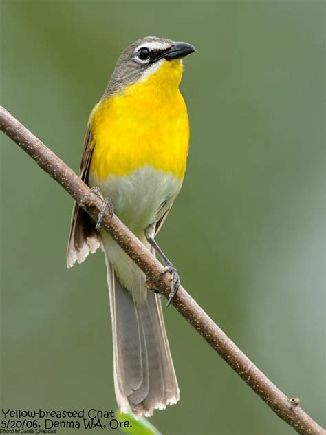 Image result for yellow breasted chat | Fotografias de aves, Pássaros, Aves