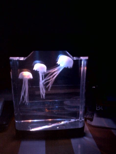 I'm in love with my new aquarium. Must thank my boyfriend for this cutie! | Cool fish, Novelty ...