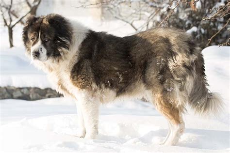 Caucasian Shepherd vs Black and Tan Terrier - Breed Comparison