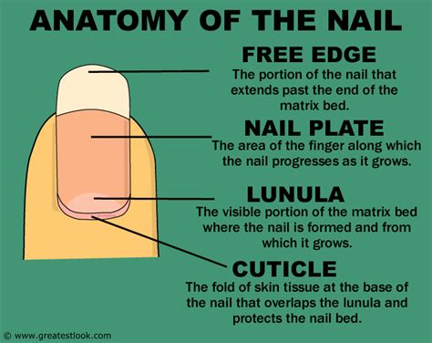 What Are Nails Made of: The Nails Anatomy Disclosed