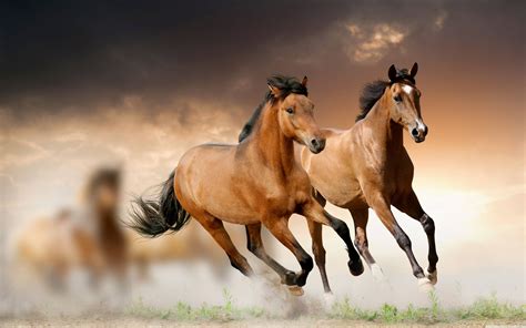 [500+] Horse Wallpapers | Wallpapers.com