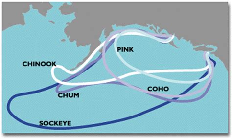 Mechanism - Migratory behavior in pacific salmonids