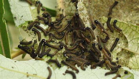 Mourning Cloak Butterfly Larvae