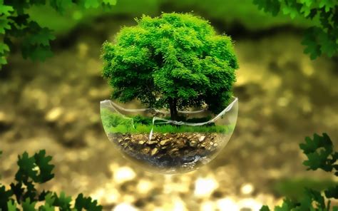 Bonsai Tree Wallpaper (67+ images)