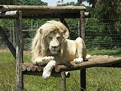 White lion Facts for Kids