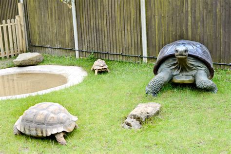 A Saturday Spent At Paradise Wildlife Park + Their NEW World Of Dinosaurs | Alex Gladwin Blog