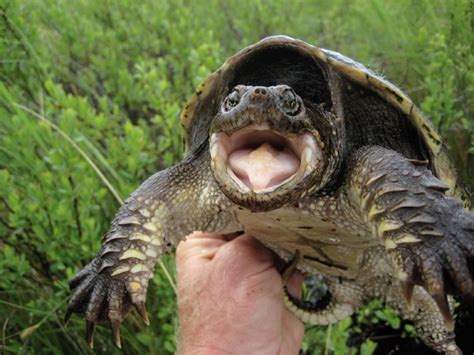 How Long Can Snapping Turtles Hold Their Breath