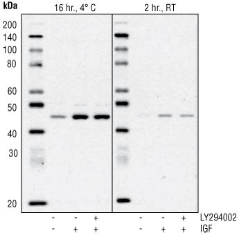 Effects of changes to Western Blot Protocols | CST