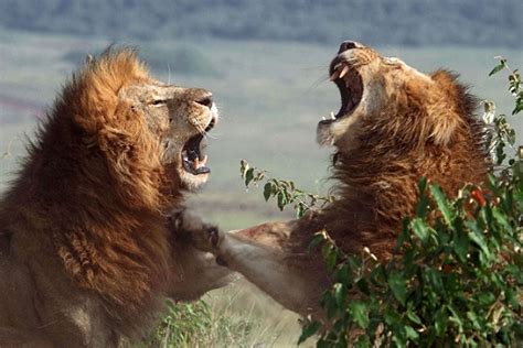 Leones peleando hasta la muerte | Animales en Video