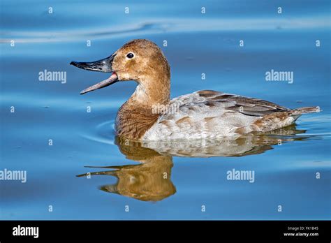 Female Canvasback Duck Stock Photo - Alamy