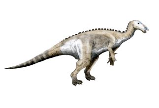 Mantellisaurus dinosaurs , facts | pictures -Mantellisaurus habitat.