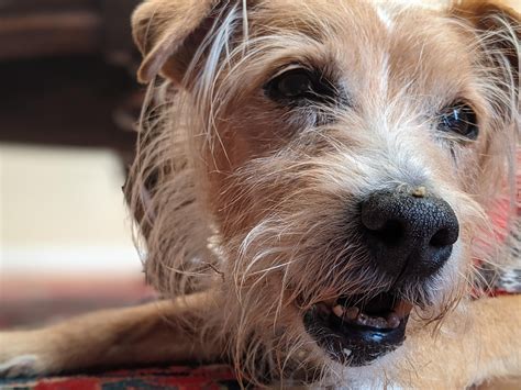 My 17 year old dog relaxing : r/Awww