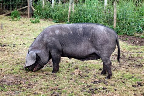 The Endangered Large Black Pig - Countryside