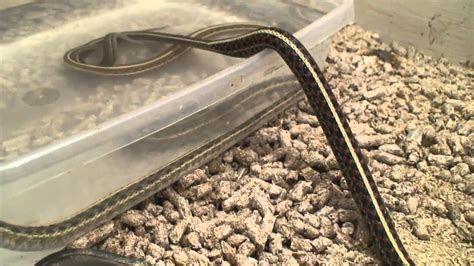 Plains Garter Snake Breeding(water sports version) - YouTube