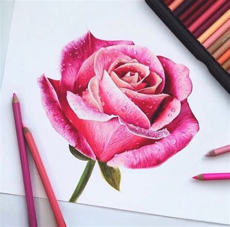 @aqua.arts | IG | Roses drawing, Rose drawing, Flower drawing