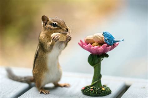 Things You Should Consider Before Choosing Chipmunks as Pets - Pet Ponder