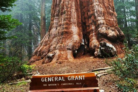 General Grant Tree Trail