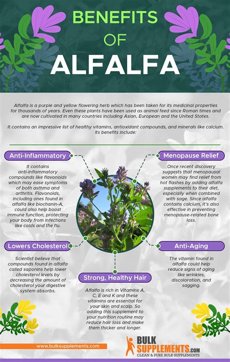 Alfalfa: Health Benefits, Nutrition & Side Effects | BulkSupplements.com