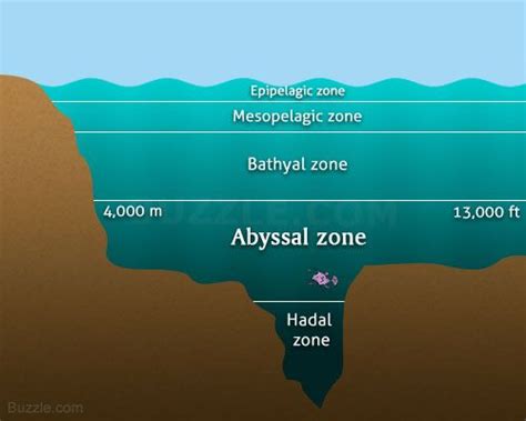 abyssal-zone-diagram | Ocean zones, Fun facts, Marine biology