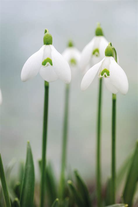 How to grow snowdrops - Gardens Illustrated