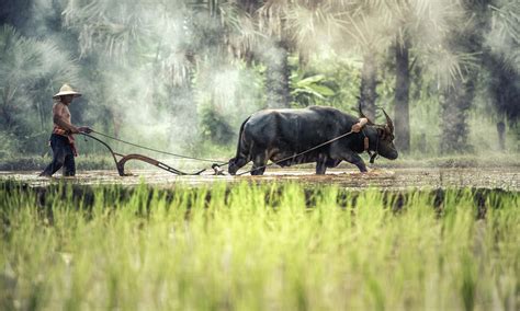 Rice farming with buffalo - Asia Rice farming with buffalo | Black ...