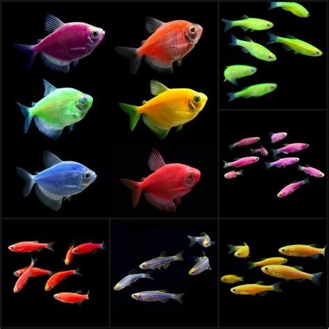 Breeding Tetra Glofish - Breeding Mania