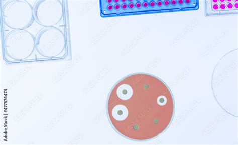 Petri dish with bacterial culture being examined antibiotic resistance in microbiology lab Stock ...