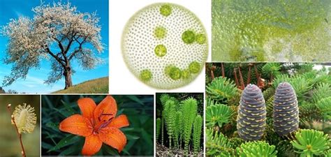 Examples Of Plantae Kingdom