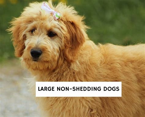 6 Large Non-Shedding Dog Breeds!