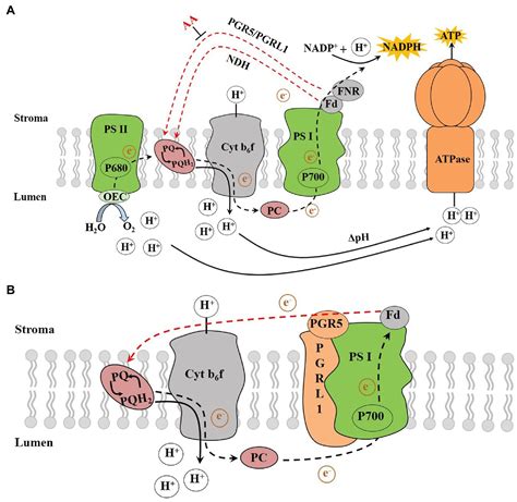 Electron Transport Chain Chloroplast