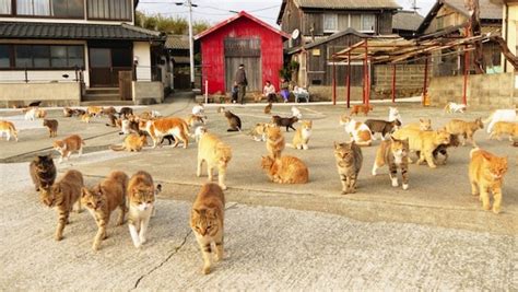 Aoshima, Japan's Cat Island: A Visitor's Guide - Catster