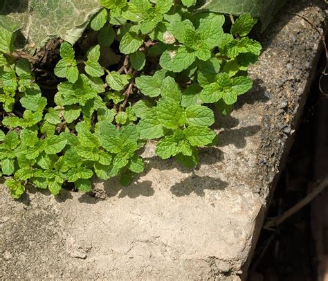 Wild Mint Varieties Mentha Arvensis Corn Mint And Field Mint Photo ...