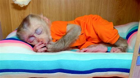 Monkey Puka and baby Khang fell into a good sleep with new Bed - YouTube