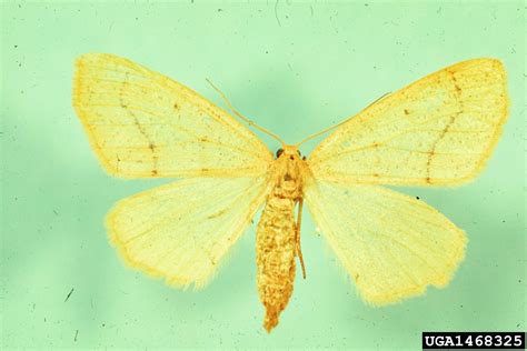 Geometrid moth (Lambdina vitraria (Grote, 1883))