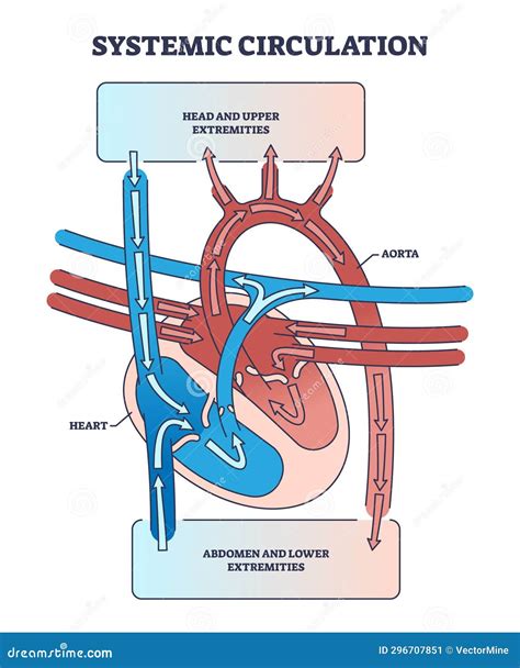 Systemic Circulation with Heart and Aorta Blood System Outline Diagram Stock Vector ...