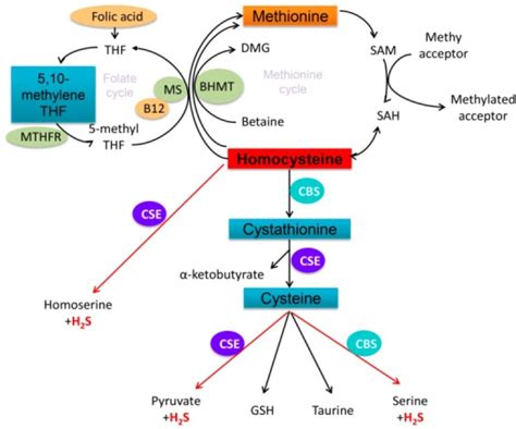 Schematic representations of mammalian homocysteine met | Open-i