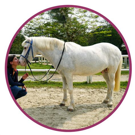 All Horse Breeds - Complete List of Horse Profiles - DiscoverTheHorse ...