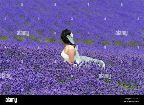 A bride in wedding gown in the lavender farm, Furano, Hokkaido ...