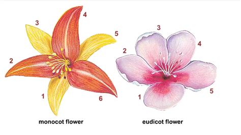 Monocot Dicot Flower: Structure, Differences, Examples, 51% OFF