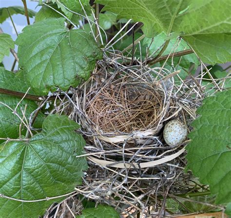 Have a Northern Cardinal nest in my backyard. Does anyone know why they would have moved the egg ...