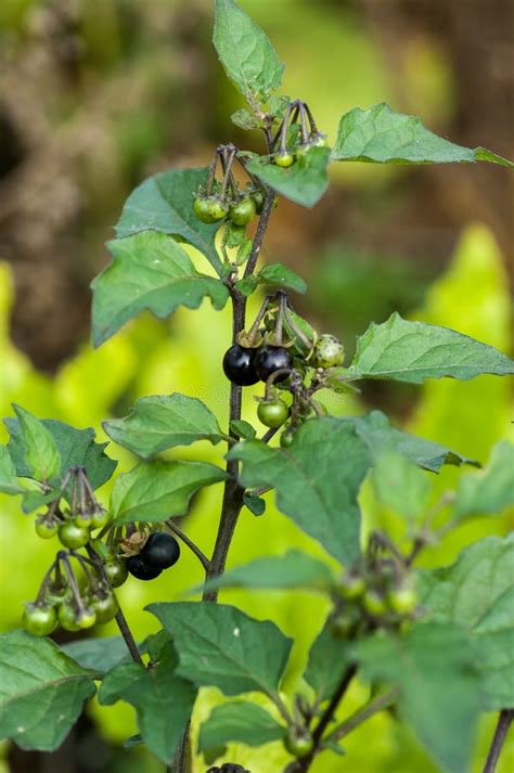 Black Nightshade Berries Stock Photo - Image: 61094082