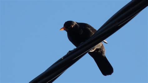 Eurasian Blackbird | MarkEisingBirding