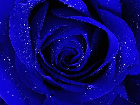 Blue Rose Desktop Wallpapers - Top Free Blue Rose Desktop Backgrounds - WallpaperAccess
